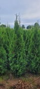 Tuja Smaragd 160-170 cm tuje wolsztyn szmaragd