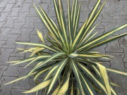 Jukka Yucca Golor guard duża sadzonka