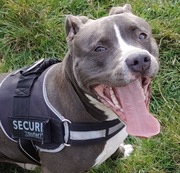 Dystanse 2,5 cm 5x114,3