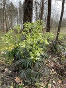 Ciemiernik cuchnący Helleborus foetidus bylina 