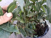 Liść laurowy ,wawrzyn ,super sadzonka