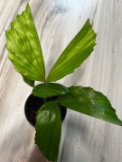 Palma orzechowa - Caryota mitis