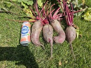 Buraczki 15 kg świeżutkie prosto pod Twój dom !