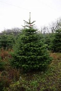 Jodła kaukaska, świerk srebrny 