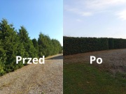 Usługi ogrodnicze, przycinanie drzewek, tui, tworzenie rabat.