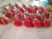 Pomidor koktajlowy papryczkowy