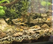 Gupik endlera standard 