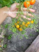 Nasiona pomidora  megagroniasty czerwony I żółty kolekcjonerskie 