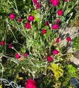 Firletka kwiecista sadzonki