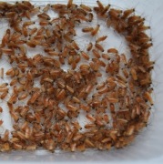 Karaczan turecki wylęg - 100szt (CLOSE TO SPIDERS)