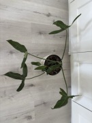 Philodendron mexicanum filodendron duży