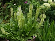 Eukomis  lilia ananasowa 20 dużych nasion