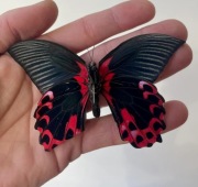 Papilio rumanzovia – poczwarki, piękny czerwono czarny motyl