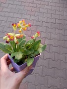 Pierwiosnek sadzonka 