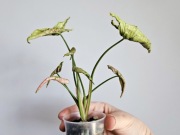 Syngonium Pink Rolli kolekcjonerskie w hydroponice 