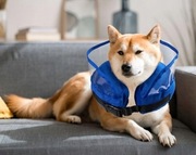 HEATAIL NADMUCHIWANY KOŁNIERZ DLA PSA ROZM M 