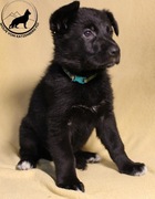 Owczarek niemiecki SZCZENIAK czarny FCI ojciec VA4 licencja KORUNG