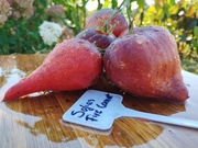 SOFIA'S FIRE COMET nasiona Pomidor Kolekcjonerski