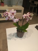 Storczyk 3 pędowy wysokość 40 cm 