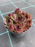 Rojniki nr 14 sadzonka p9