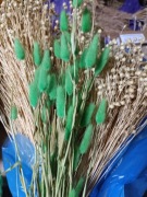 lagurus dmuszek jajowaty trawa suszony zielony 