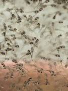 Miętus, wylęg miętusa (Lota lota L.)