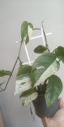 Epipremnium Marble Pinatum variegata