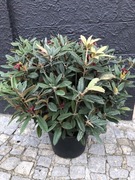 Rododendron Weinlese kwitnący jesienią i wiosną ogromna sadzonka 60/100cm