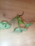 Syngonium Grey ghost 