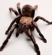 Ephebopus murinus pająk mężec szkieletowy L1/2