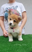 Welsh corgi pembroke FCI 