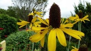 Rudbeckia maxima Rudbekia wielka 10n  