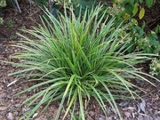 Turzyca morrowa Ice Dance Carex zimozielona 