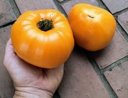 Pomidor Orange Strawberry nasiona kolekcjonerskie