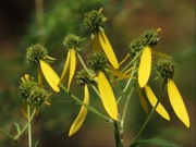 Verbesina alternifolia ( Verbesina alternifolia )10n