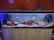 Akwarium na sprzedaż 