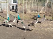 Witam. Mam  piękne pawie-zapraszam do kontaktu