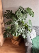 Monstera Duża zdrowa 