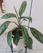 Kwiat Aglaonema Silver Queen