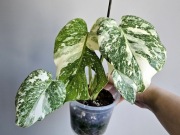 Monstera noID piękne wybarwienie w bigosie