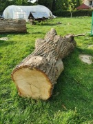 Sprzedam pień lipy. Na rzeźby. 