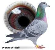 Młode 2026 para 27 Schalie oryg. A&W Drapa 4x Inbred Pokerface 12x1 