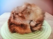 Toczki z futra - różne rodzaje