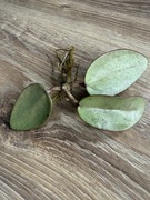 Hoya hoja silver dollar