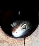 Gekon Lamparci - Samica