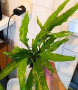 Microsorium Pteropus fajna sądzonka  