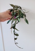 Hoya Lacunosa - sadzonka ze zdjęcia