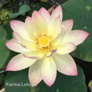 Lotos Nelumbo 'Green Maiden' - kłącze