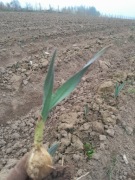 Czosnek słoniowy 1 sadzonka sloniowy gigant 