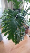 Jak FILODENDRON lub MONSTERA duża roślina